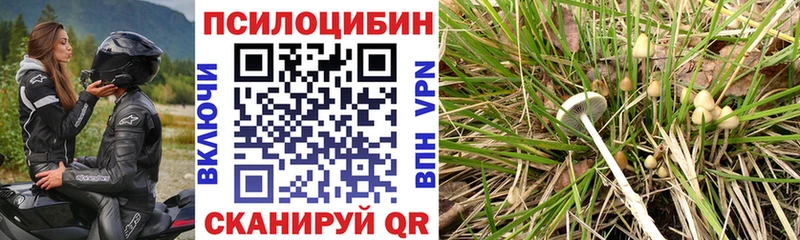 Псилоцибиновые грибы мицелий  Кяхта 
